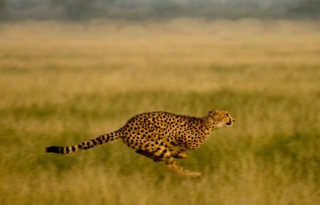 Blühende-Wüste_CheetahRunning copyright Letaka Safaris Gepard