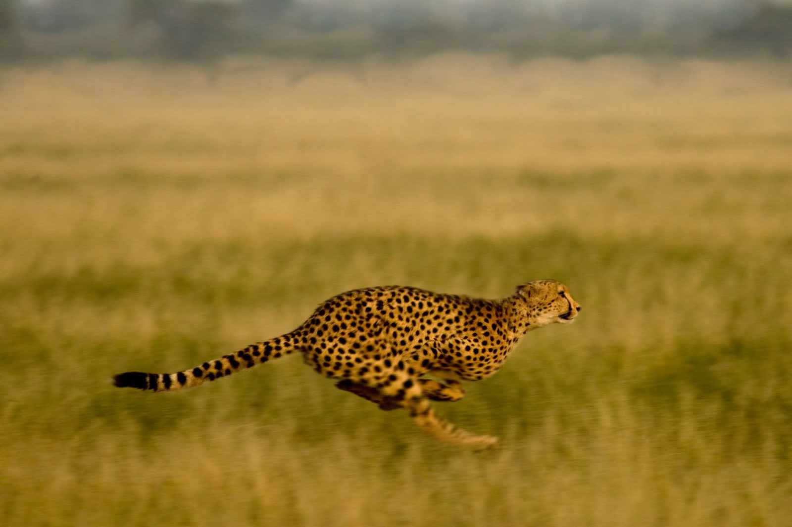 copyright Letaka Safaris Gepard