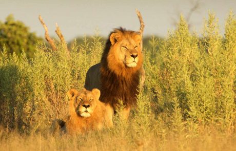 Blühende-Wüste_LionMaleFemale Erlebnisreise Afrika-Botswana Löwen copyright Letaka Safaris