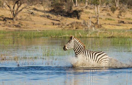 Zebra im Wasser copyright Leroo-La-Tau