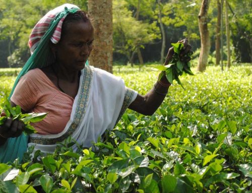 Indien und die Geschichte des Tees