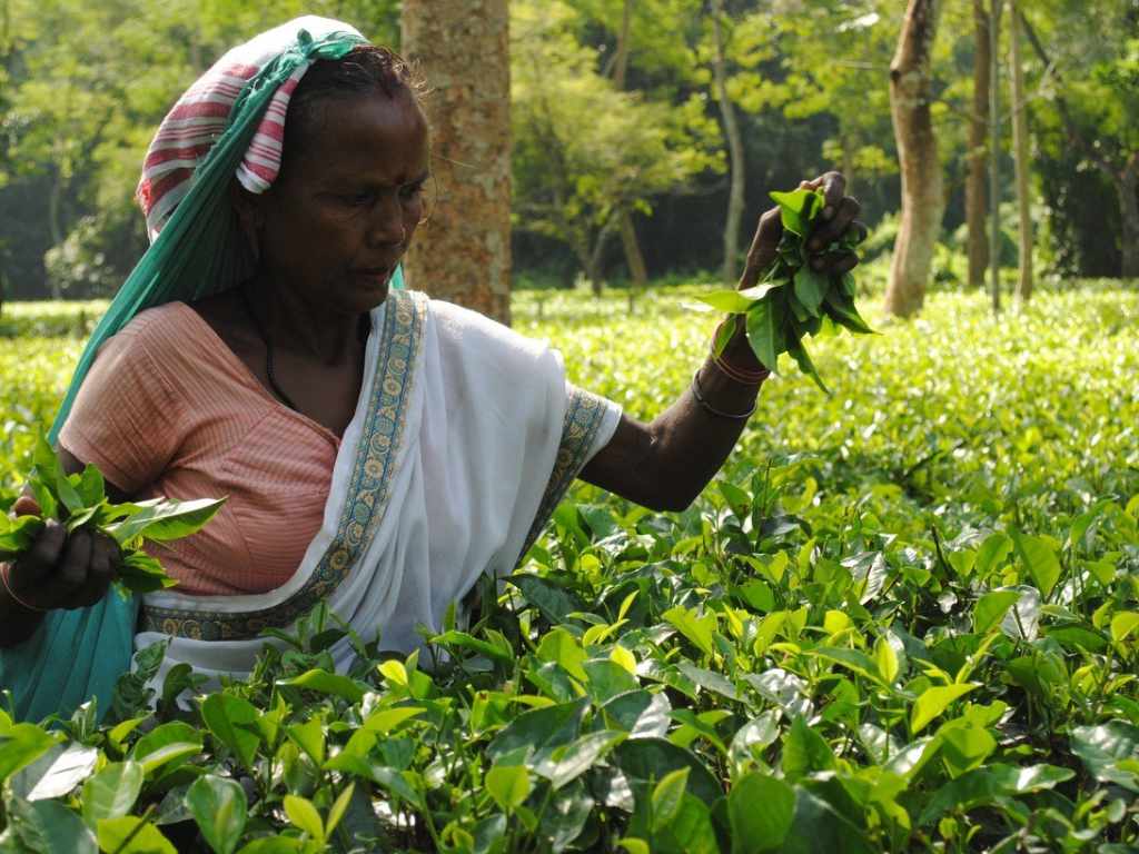 Indien und die Geschichte des Tees - Teepflueckerin-in-Assam