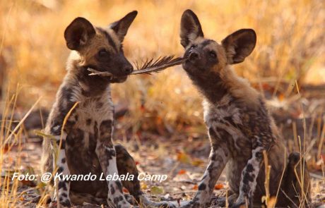 Botswana-Best-wild_dog_13 Botswana copyright Kwando Lebala Wildhunde