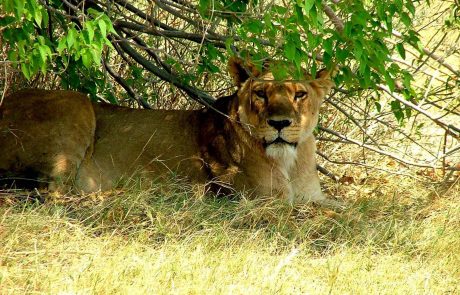 Botswana Delta Löwe