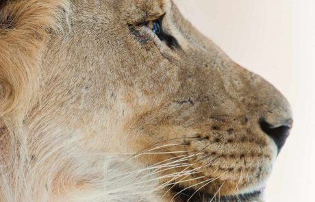 Botswana Savuti Löwin cc B. Taylor