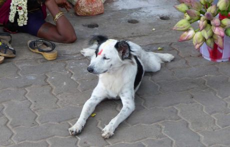 Hund in Puducherry, Tamil Nadu