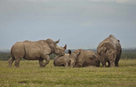 Kenia Schnupperreise – Asilia-Ol-Pejeta-Bush-Camp-a-family-of-Rhinos-1-scaled Kenia Schnupperreise Ol Pejeta Nashörner
