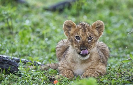 Kenia Schnupperreise – Rekero-Camp-lion-cub-Maasai-Mara-scaled Kenia Löwe Masai Mara