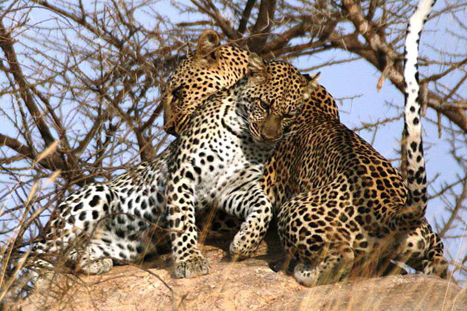 Kenia Leopard im Samburu