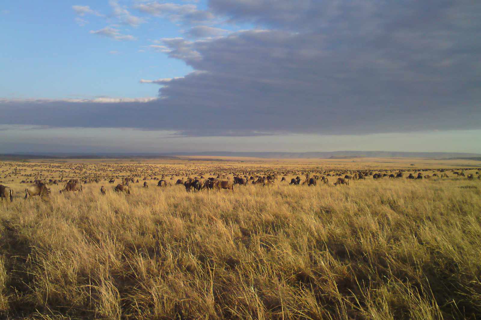Kenia Masai Mara
