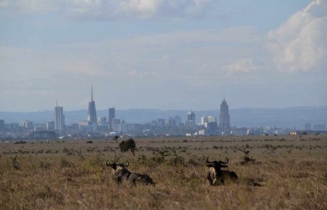 Kenya-Experience_Nairobi-NP_1-scaled Nairobi-NP @ Kenia Experience