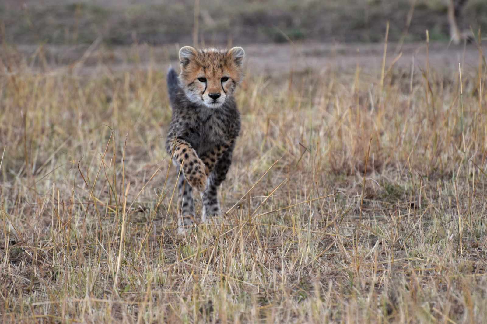 Kenia-Experience Gepard