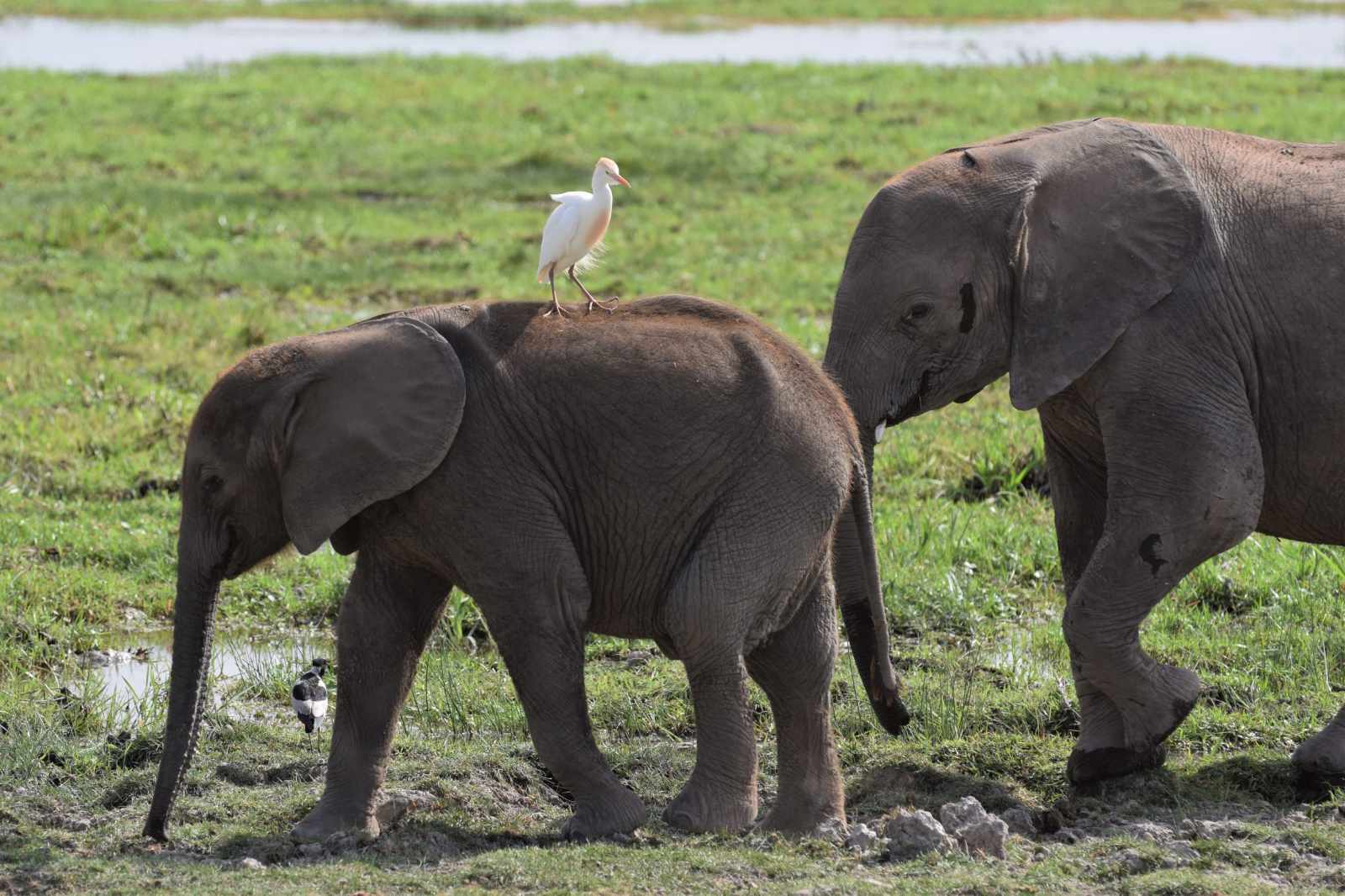 Kenia Experience Elefant