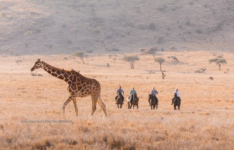 Lewa Wilderness Horses and giraffe Lewa Wilderness Reiter und Giraffe