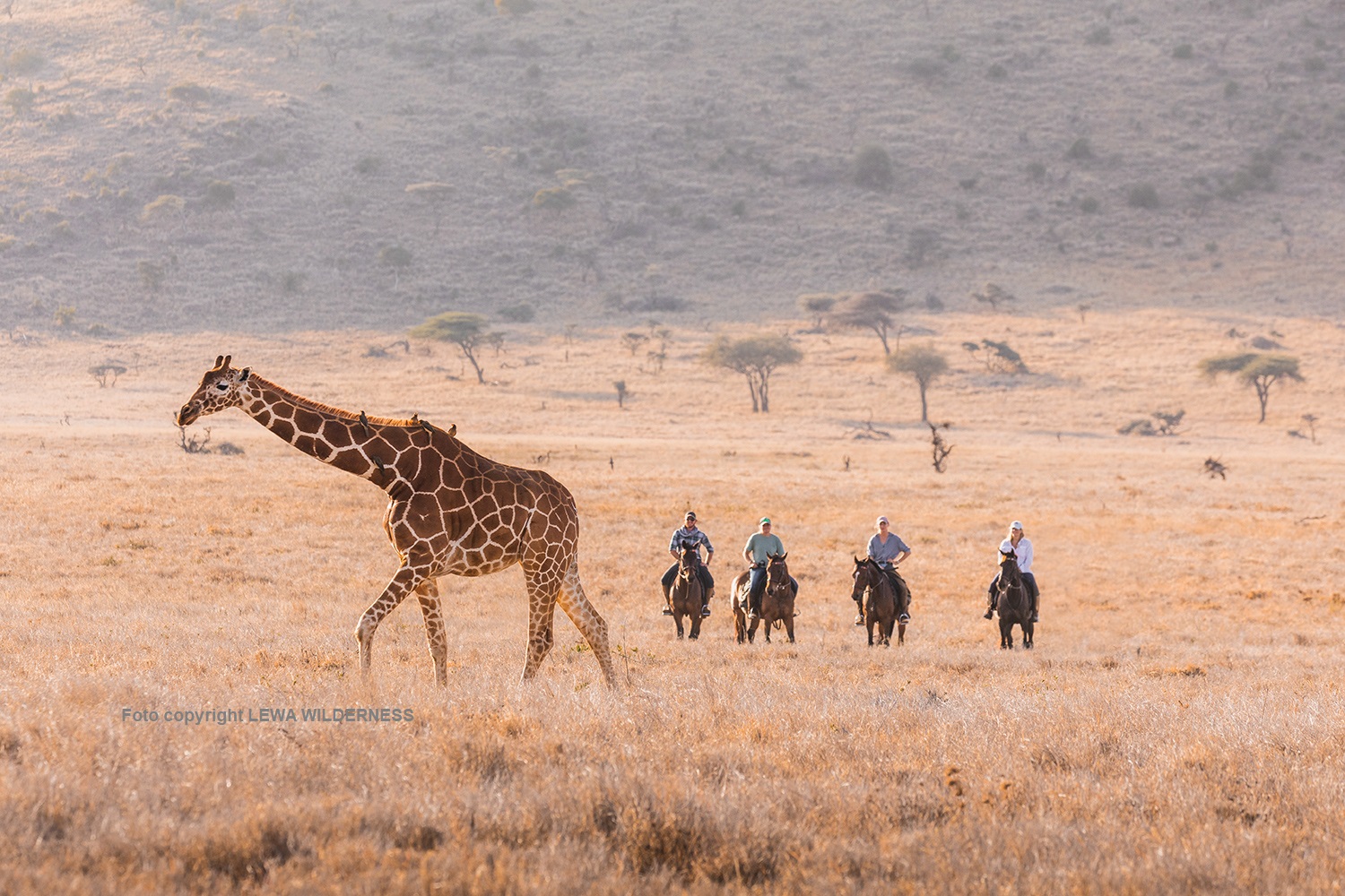 Lewa Wilderness Reiter und Giraffe