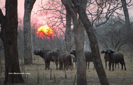 Malawi Majete Nationalpark cc. Mkulumadzi Lodge