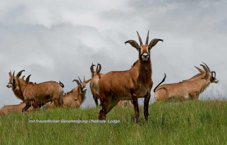 Malawi-Wildes-Hochland-Chelinda-Lodge-2 Nordmalawi credit Chelinda Lodge