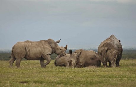 Rundreise durch Kenia – Asilia-Ol-Pejeta-Bush-Camp-a-family-of-Rhinos-scaled Ol Pejeta Kenia Spitzmaulnashörner @Asilia