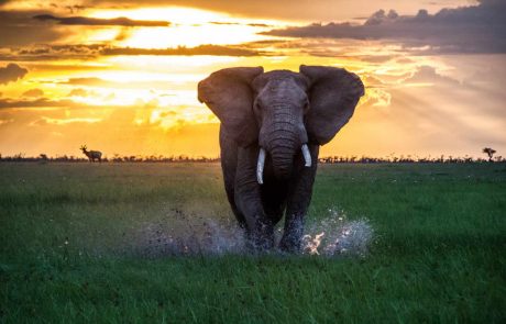 Rundreise durch Kenia – Encounter-Mara-Elephant-sunset-scaled Kenia Elefant