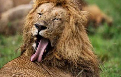 Rundreise durch Kenia – Encounter-Mara-Lion