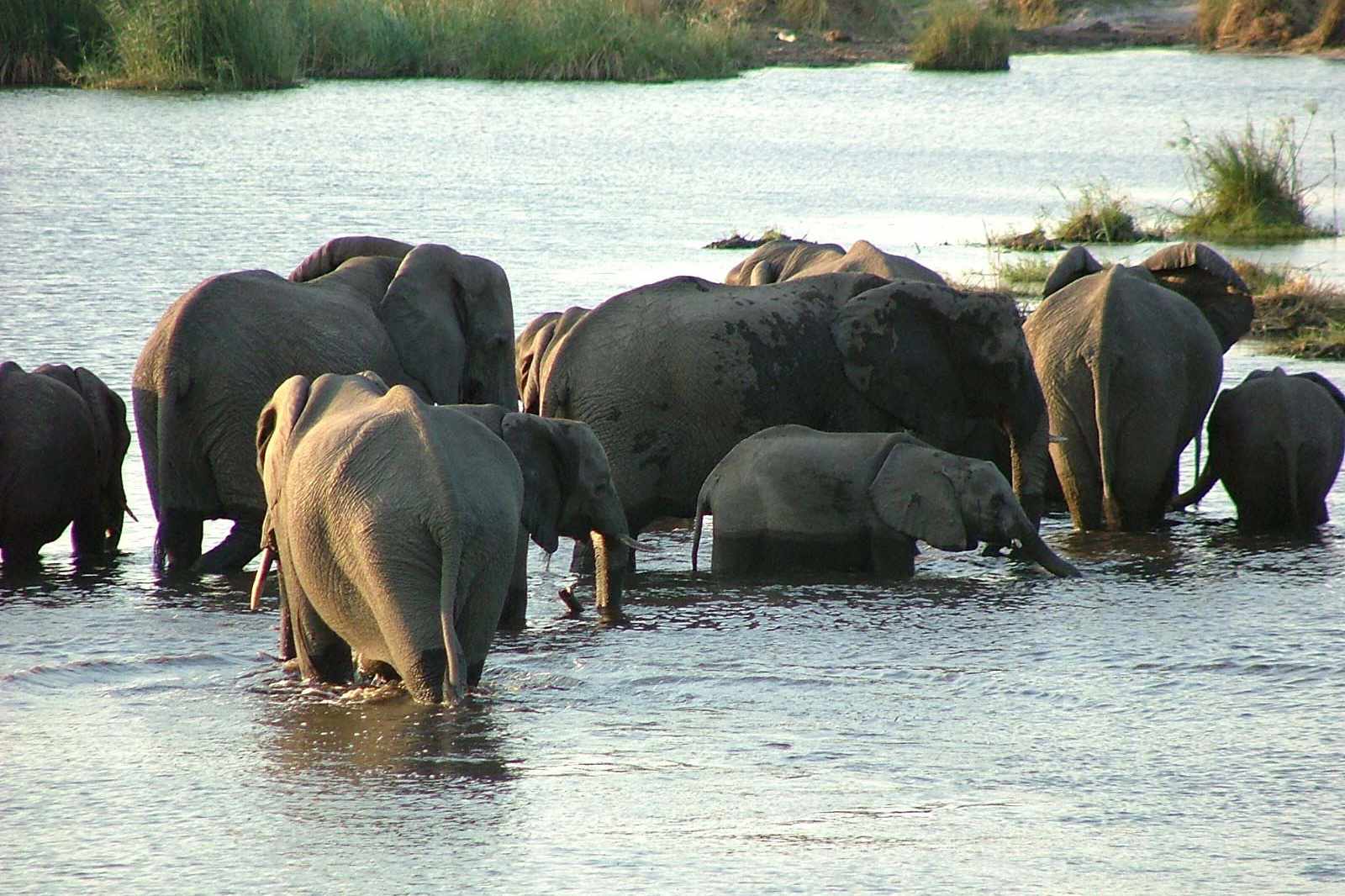 Botswana Chobe Elefanten