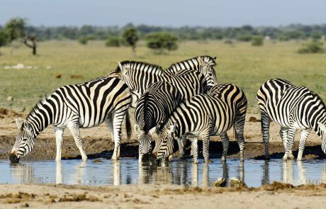 botswana-Kwando-Nxai-Pan-Wildlife-Game-Viewing-Zebra-Migration Erlebnisreise Afrika - Zebras in der Nxai Pan in Botswana
