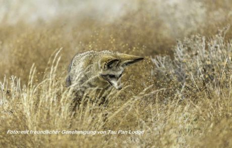 botswana-Kwando-desert_-_bat_eared_fox