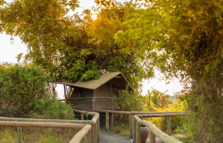 Okavango Delta – Oddballs-Zeltchalet Okavango Delta - Oddballs-Zeltchalet