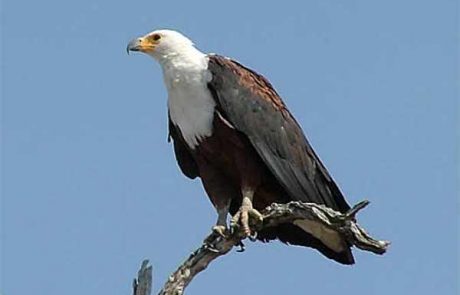botswana-Seeadler Botswana Seeadler