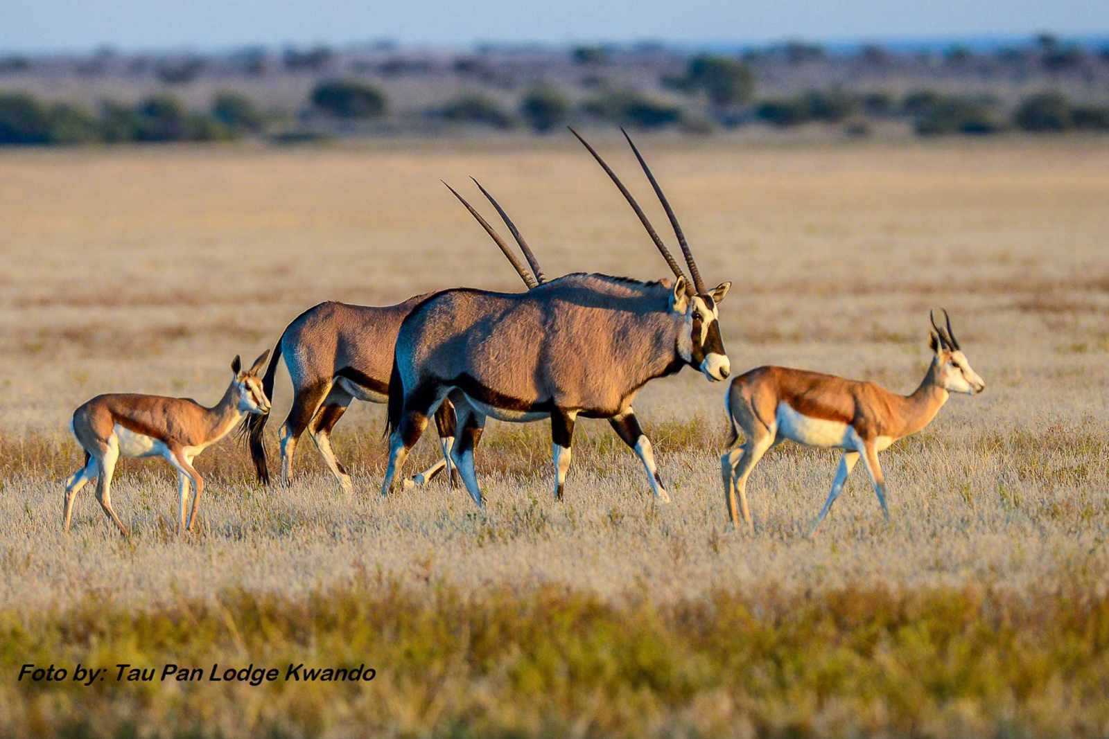 Botswana Oryx