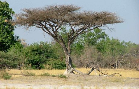 Botswana Baum