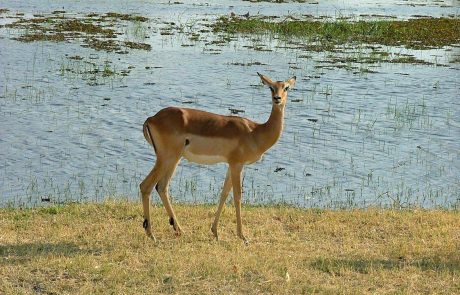 Botswana Impala