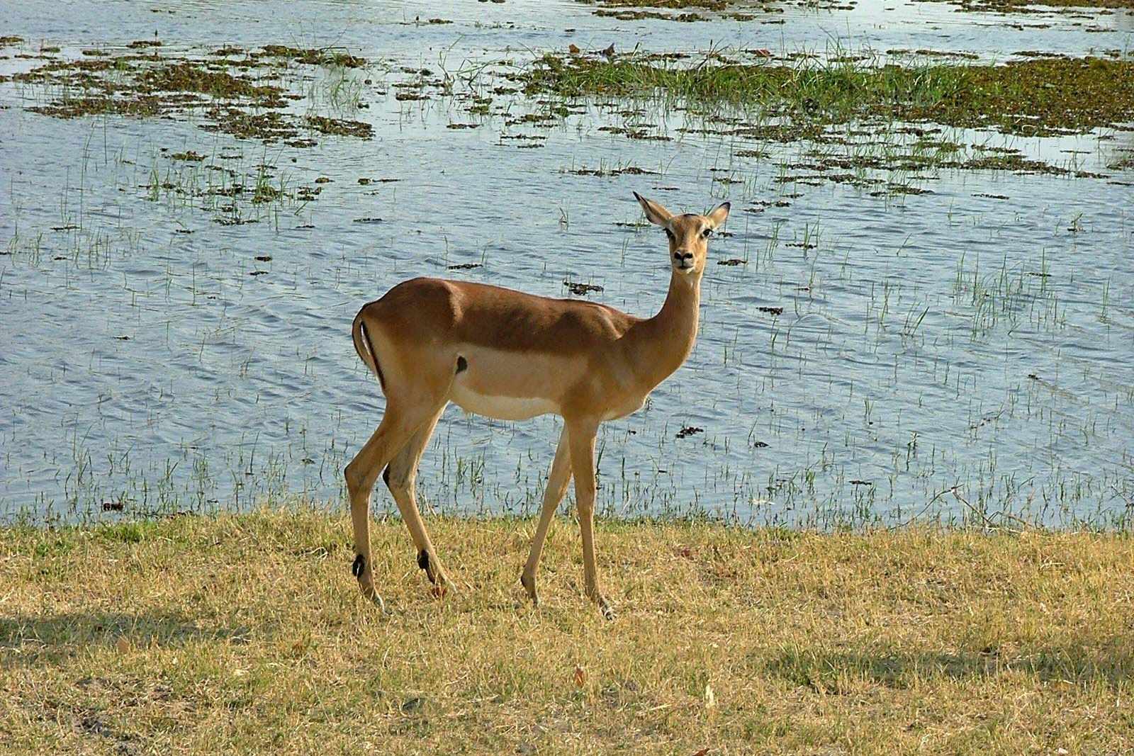 Botswana Impala