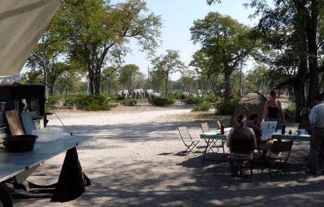 Botswana Elefanten in Moremi