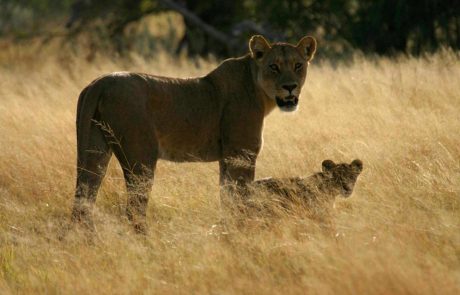 Botswana Kalahari Löwe
