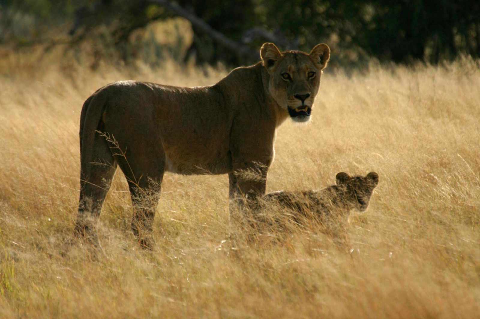 Botswana Kalahari Löwe