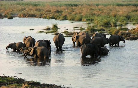 Botswana Elefanten in Chobe