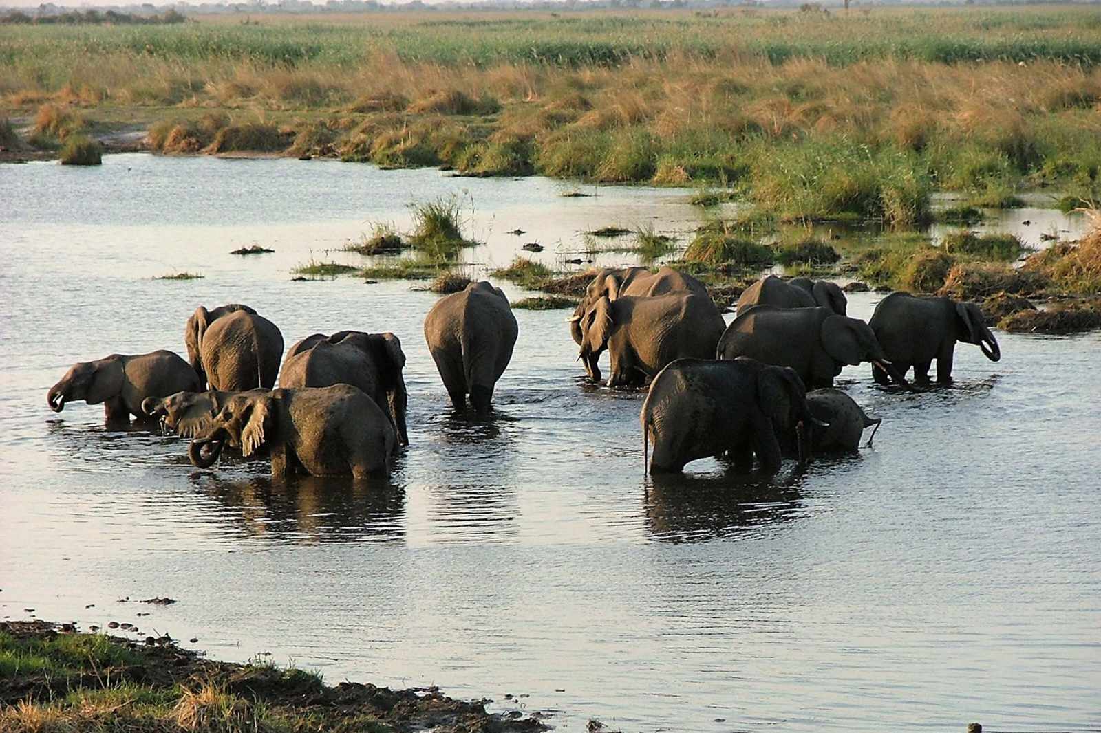 Botswana Elefanten in Chobe