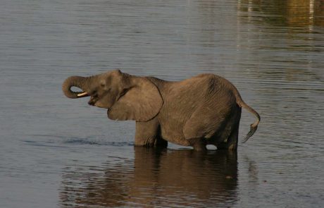 Botswana Chobe Elefant im Fluss