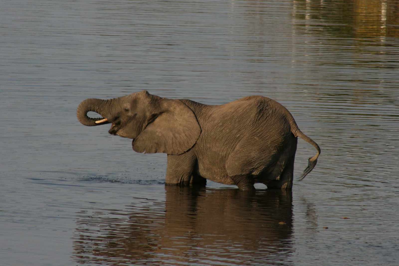 Botswana Chobe Elefant im Fluss
