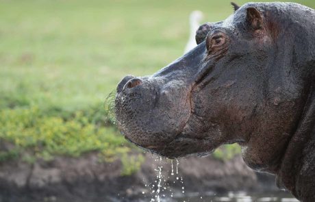 botswana-tansania-wildside-sunway_botswana_chobe_bruce_taylor-0991_20150320_1728983055