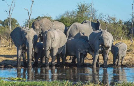 botswana-tansania-wildside-sunway_botswana_moremi_elephants_khwai_brucetaylor-9347_20131031_1611271759