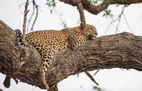 botswana-tansania-wildside-sunway_botswana_moremi_leopard_bruce_taylor-0429_20150320_1810522137