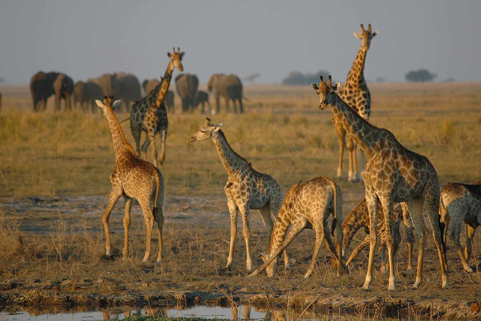 Botswana-Wildparks Giraffe in Chobe