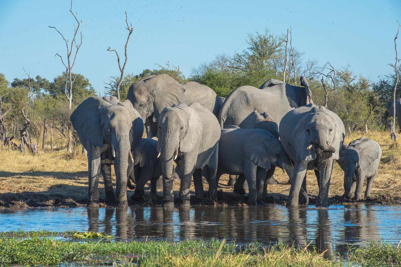 Botswana-Wildparks Moremi Elefanten