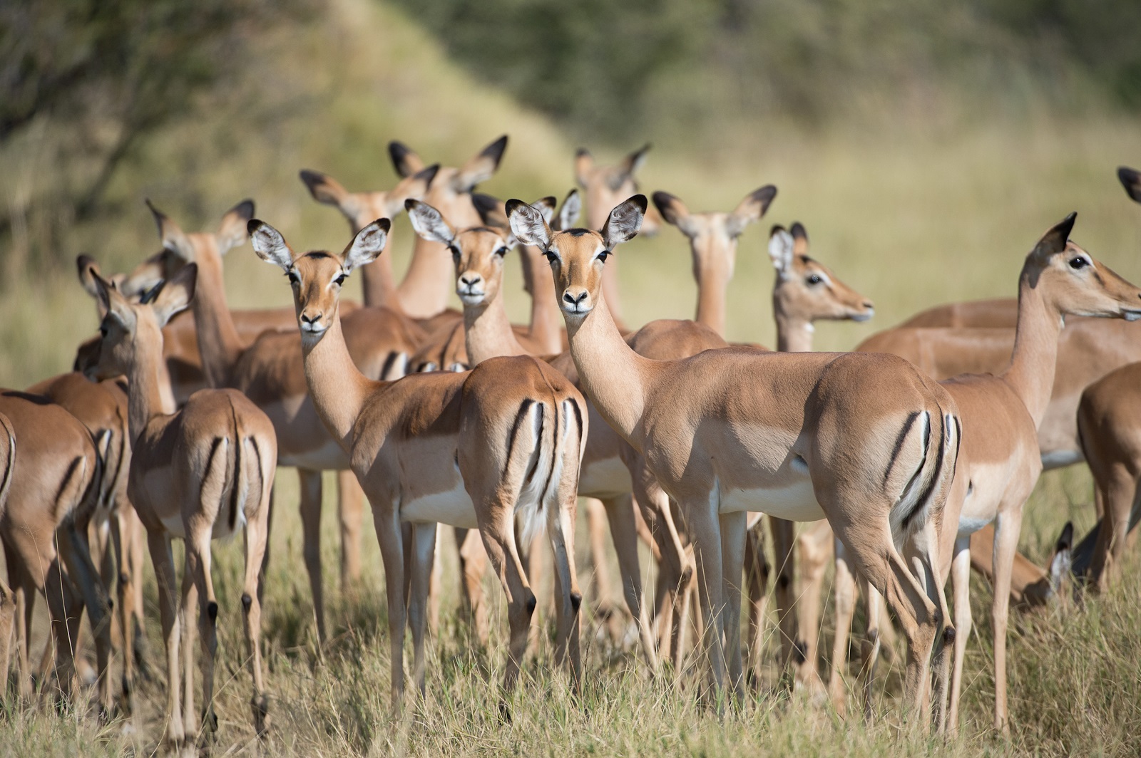 Impalagruppe steht in der Savanne des Moremi Schutzgebietes