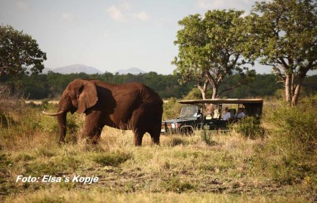 Kenia nostalgisch-Elsa`s Kopje