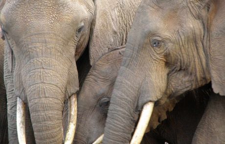 kenia-wa-Arc-cc-Be-18 Kenia Elefanten