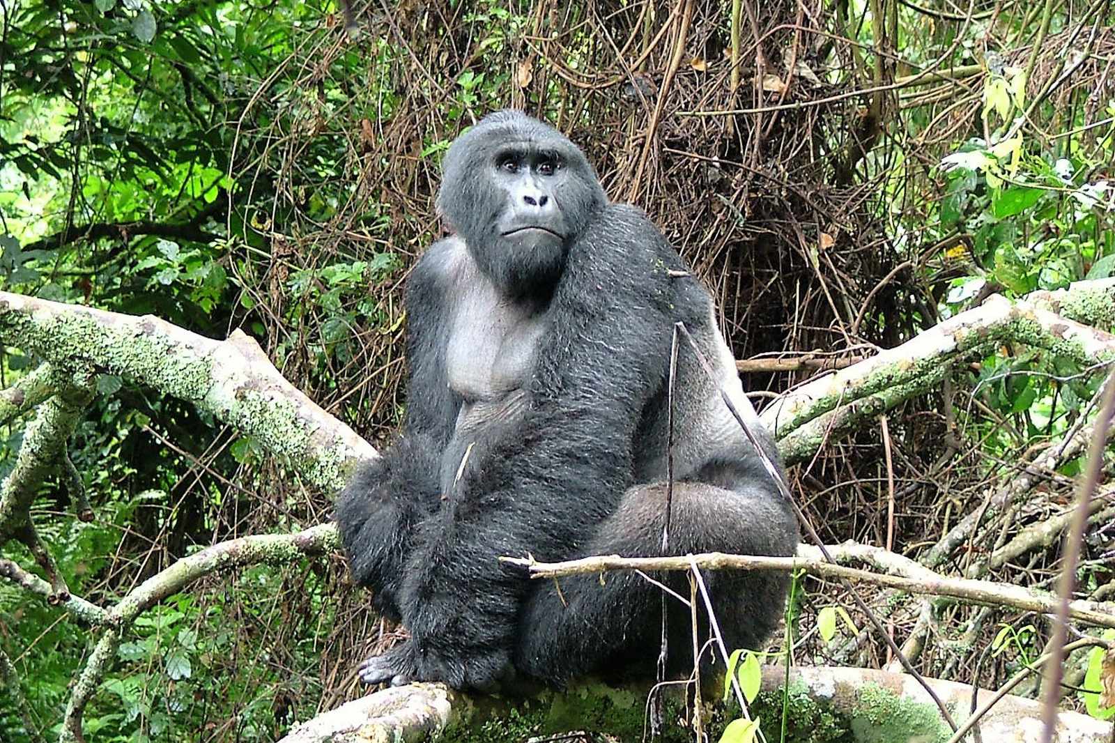 Uganda Gorilla in Bwindi