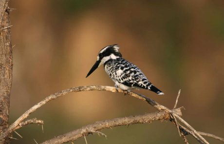kenia-wa-Kenya-268 Kingfischer Vogel in Kenia